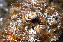 Scorpion Fish taken during night dive in Cozumel 02/15/09 by Ron Monaco 
